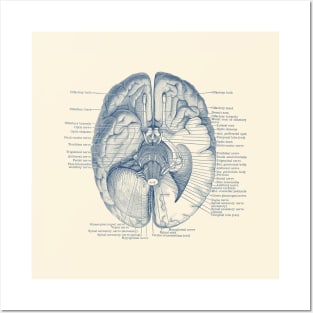 Brain Nervous System Diagram - Vintage Anatomy Posters and Art